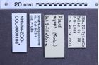 Etiketten zu Alaus myops (NHMW-ZOO-COL-0008188)